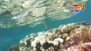 الصيد فى محمية نبق Nabq рядом с Sharm El Sheikh что можно ловить по правилам