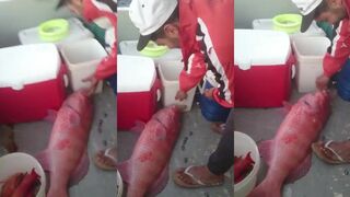 Sharm El Sheikh 2015: صيد سمك ناجل عملاق в районе El Konissa, трофей на видео