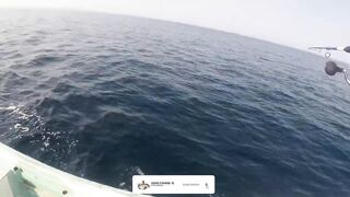 морская рыбалка в Oman перетяг с yellowfin tuna и Shimano Stella SW14K в деле