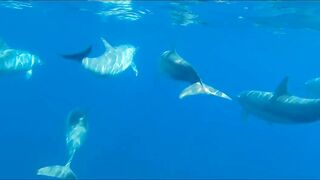 морская рыбалка в Muscat Oman топвотер по yellowfin tuna и яркие выходы