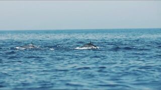 морская рыбалка в Muscat Oman топвотер по yellowfin tuna и яркие выходы