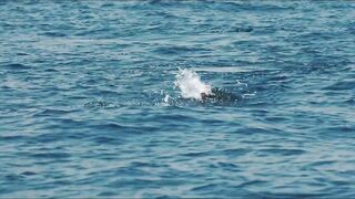 морская рыбалка в Muscat Oman топвотер по yellowfin tuna и яркие выходы