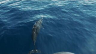 морская рыбалка в Muscat Oman топвотер по yellowfin tuna и яркие выходы