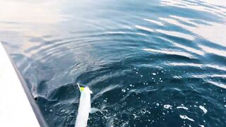 Здесь ли самые большие GT: морская рыбалка в Южном Омане и охота за трофейным гигантом