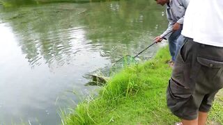 Hua Hin Fishing Lodge: mekong catfish и как держать удары на вываживании