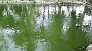 Hua Hin Fishing Lodge Sep 2024 гигантский сиамский карп и тяжелая борьба