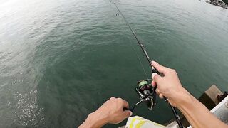 หัวหิน: морская ловля когда рыба заходит и пакет почти рвется от улова