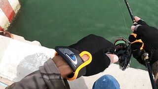 หัวหิน: морская ловля когда рыба заходит и пакет почти рвется от улова