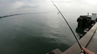 หัวหิน: морская ловля когда рыба заходит и пакет почти рвется от улова