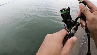 หัวหิน: морская ловля когда рыба заходит и пакет почти рвется от улова