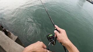 หัวหิน: морская ловля когда рыба заходит и пакет почти рвется от улова