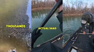 MONSTER FISH и GIANT SHAD LURE - на что клюнул монстр и как проводили?