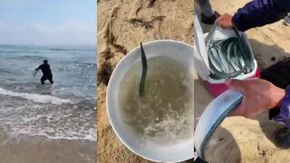 Корея: восточное море и цветущий сезон秋刀鱼 - почему их так много?