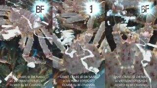 CRABs: крабы на берегу, как их находят и где прячутся