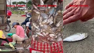 Da Nang Vietnam быт рыбаков и сортировка улова дня без суеты