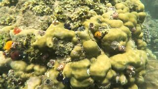 Остров Чам / Cù Lao Chàm - морская рыбалка во Вьетнаме рядом с Danang