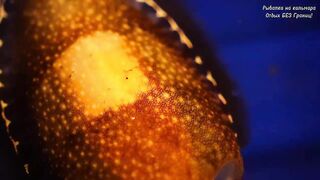 Дананг / Da Nang - экстремальная рыбалка во Вьетнаме. Кальмары, и почему было страшно?