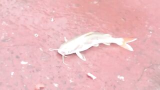 DANANG: câu cá úc на Sông Hàn - какая снасть и где брать наживку