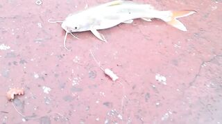 DANANG: câu cá úc на Sông Hàn - какая снасть и где брать наживку