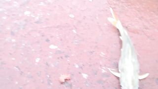 DANANG: câu cá úc на Sông Hàn - какая снасть и где брать наживку