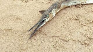 Phuket Karon Fishing 2020 ловля на пляже Карон что ловили и на что брало