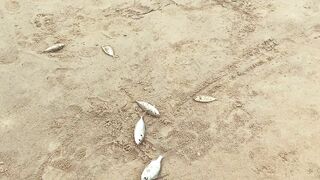 Phuket Karon Fishing 2020 ловля на пляже Карон что ловили и на что брало