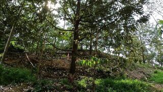 Пхукет джунгли и берег - сложная рыбалка, варан и дикая тропа 4К