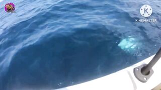 Giant Trevally на เกาะราชาภูเก็ต - получится ли GT с берега или только лодка?