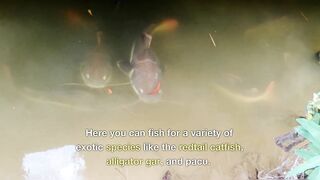 PATTAYA, THAILAND: пять топ-точек для рыбалки, куда ехать новичку