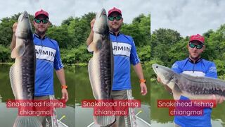 Toman и giant snakehead в chiangmai Thailand как найти трофей и не слить поклевку