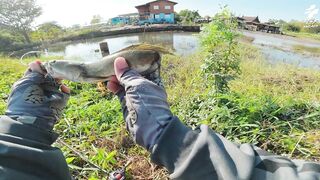 Крупный snakehead на придорожном споте в Таиланде и бодрый выезд с утра