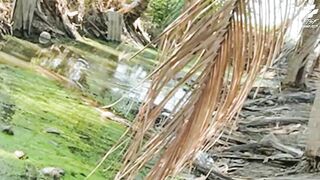 Крупный snakehead на придорожном споте в Таиланде и бодрый выезд с утра