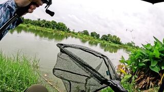 Охота на щуку-змееголов в пруду Tainana и дневник тайской рыбалки MajorCraft Day