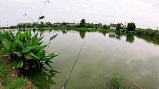 Охота на щуку-змееголов в пруду Tainana и дневник тайской рыбалки MajorCraft Day