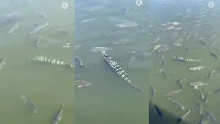 ปลาชะโด среди ฝูงปลานิล: как выманить хищника и не спугнуть стаю