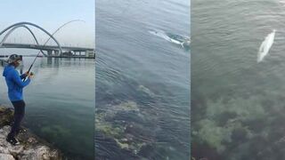 Dubai: топ-место на kingfish, когда лучше выходить?