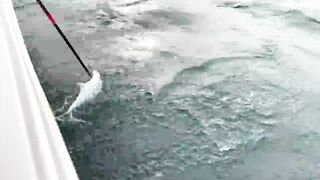 Морская рыбалка центр Dubai и причалы вокруг что клюет прямо в городе?