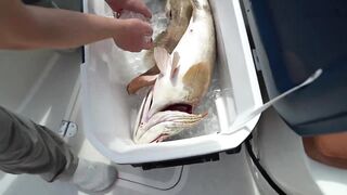 Dubai - рыбалка с новичками, как поставить джиг чтобы пошли поклевки