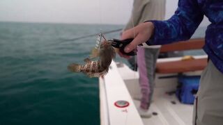 Dubai - рыбалка с новичками, как поставить джиг чтобы пошли поклевки