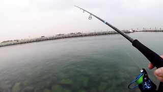 морская рыбалка в Dubai и ОАЭ где ловят с берега и с катера, и что реально попадается