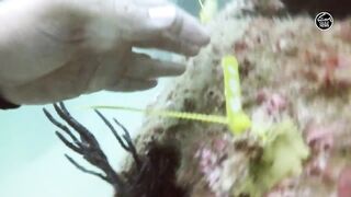 Как UAE усиливает fisheries и почему это важно тем кто ловит рядом с берегом