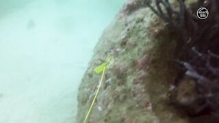 Как UAE усиливает fisheries и почему это важно тем кто ловит рядом с берегом