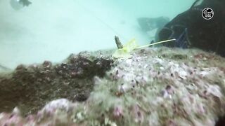 Как UAE усиливает fisheries и почему это важно тем кто ловит рядом с берегом