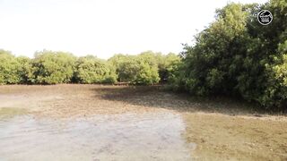 Как UAE усиливает fisheries и почему это важно тем кто ловит рядом с берегом