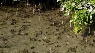 Как UAE усиливает fisheries и почему это важно тем кто ловит рядом с берегом