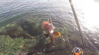 Rock Fishing в United Arab Emirates на камнях что клюет и как не резать леску