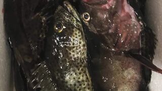 морская рыбалка в United Arab Emirates у кромки воды и быстрые поклевки на мелководье