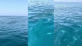 Dubai: акулы рядом с рыбой, где это снято и насколько это часто