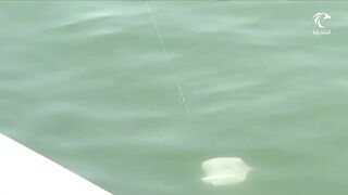 الشارقة регулирует любительскую рыбалку что изменилось для отдыхающих и местных