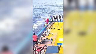 Устойчивая ловля тунца skipjack на Maldives и бережное отношение рыбаков к океану